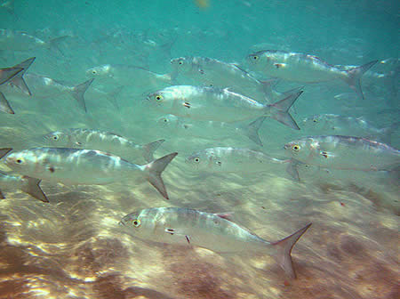 define bluefish define bluefish