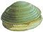 Clams