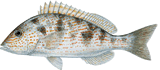 Pigfish