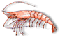 Pink Shrimp